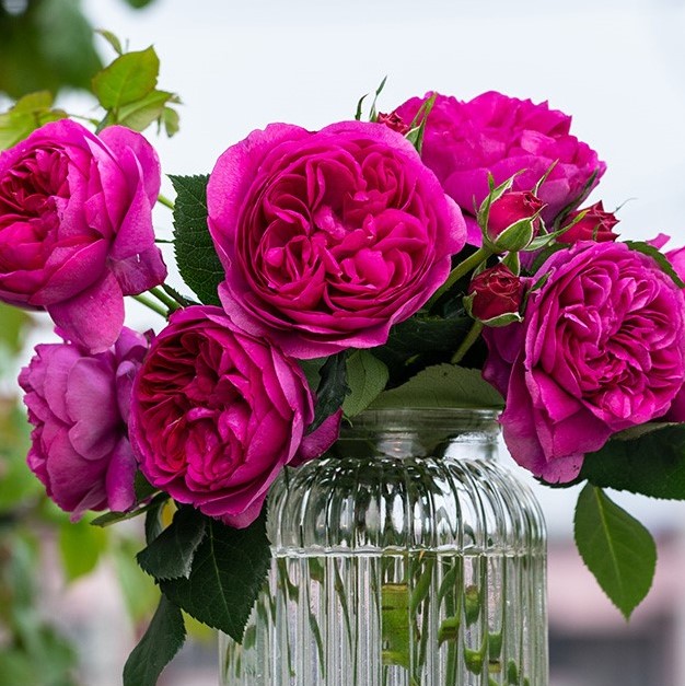 Роза парковая Киксюан